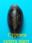 Cypraea scurra niger